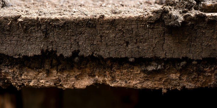 Exposed during the renovation, bat guano highlighted the accumulation within the wooden structure of a house where a nursing colony of bats had lived, emphasizing the importance of bat guano.