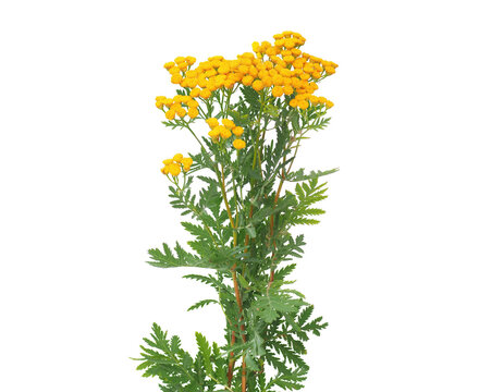 Tansy flowering plant isolated on white background, Tanacetum vulgare
