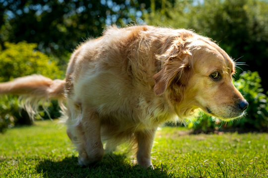 Golden Retriever Dog Squatting on Green Grass in a Sunny Summer Garden
