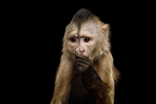 Capuchin monkey thinking with hand near mouth and furrowed brow resembling human expression isolated on black background