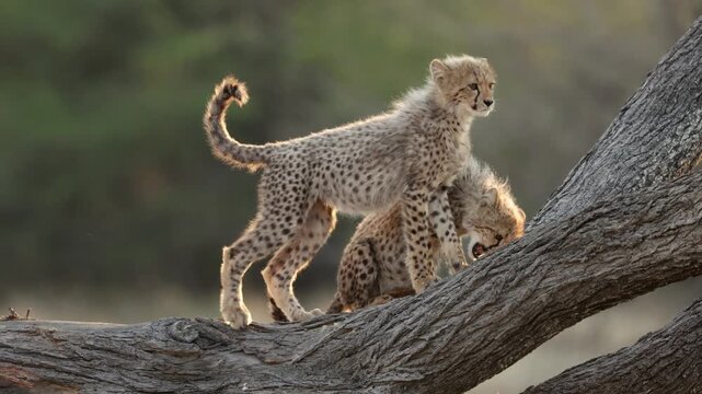 The cheetah cubs playing on top of a fallen tree.