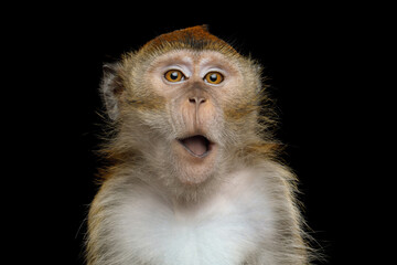Obraz premium Crab-eating macaque with joyful laughing expression showing delight isolated on black background
