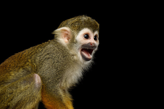 Squirrel monkey screaming with mouth open isolated on black background