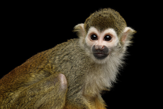 Squirrel monkey looking back over shoulder isolated on black background