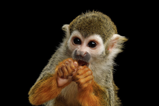 Squirrel monkey with hands clasped near mouth isolated on black background