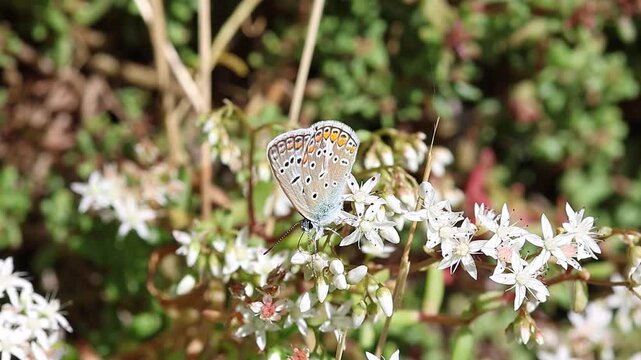 polyommatus icarus the common blue butterfly sitting on sedum album blossom