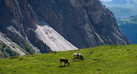Obraz premium Beautiful idyllic alpine landscape with cows, Alps mountains and countryside in summer