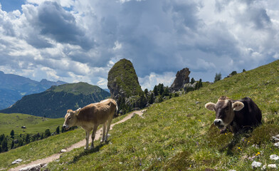 Obraz premium Beautiful idyllic alpine landscape with cows, Alps mountains and countryside in summer