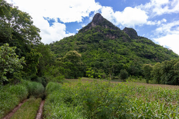 Fototapeta premium Dirt road through a green cornfield leading towards a steep lush mountain under a bright cloudy blue sky