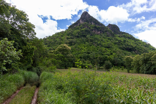 Dirt road through a green cornfield leading towards a steep lush mountain under a bright cloudy blue sky