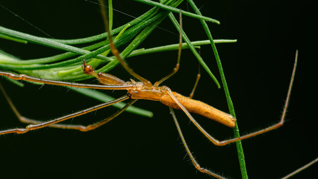 Long jawed spider clinging green plant stem