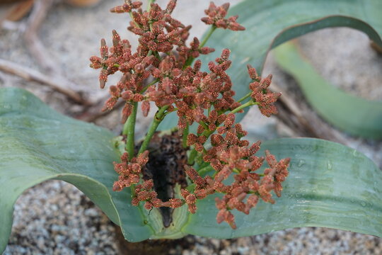 Flower of Welwitschia mirabilis is native to the deserts of Namibia and Angola. Over the course of its life, the plant produces only two leaves and It is exceptionally long-lived.