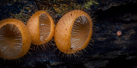 Hairy cup fungus growing on decaying wood © Pawich Sattalerd