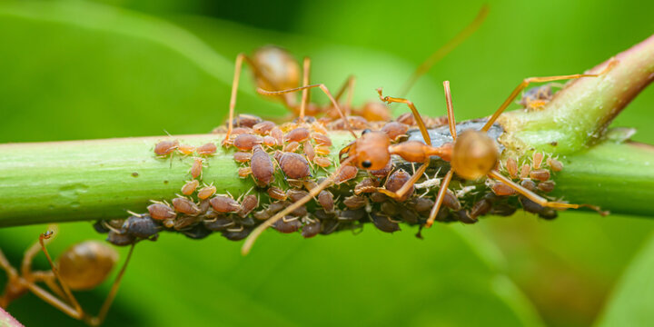 Weaver ants tending aphids on green plant stem