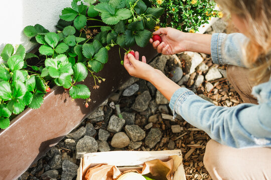 Woman farmer collecting fresh organic strawberries at house vegetable garden - Harvest fruit season concept - Main focus on hands - UGC concept