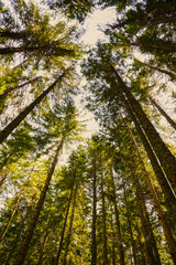 Fototapeta premium Low angle perspective looking up into the canopy of tall evergreen pine trees in Triglav National Park.