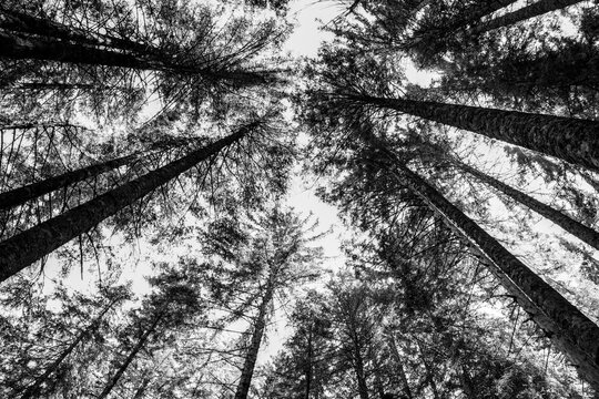 Black and white low angle photograph of tall pine tree canopy silhouettes in Triglav National Park.