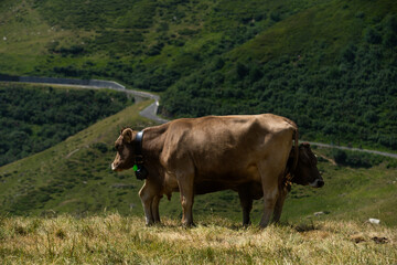 Obraz premium Cow in the Alps, Switzerland