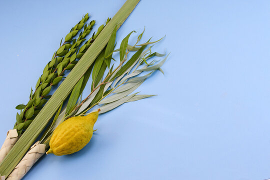 Four species lulav etrog set for sukkot holiday