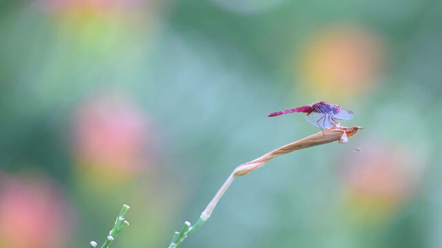 Mature male Red darter resting on the lookout on a on a withered flower of hemerocalle while a marbled cellar spider spins its web. Crocothemis erythraea, Holocnemus sp, Hemerocallis, France, Europe
