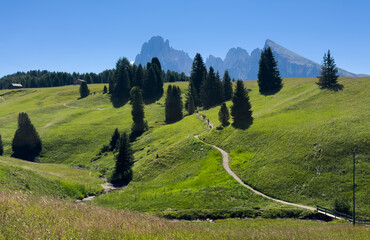 Obraz premium View of beautiful landscape in the Alps with fresh green meadows in the background on a sunny day with blue sky and clouds in summertime. Alpe de Siusi, Dolomite Alps