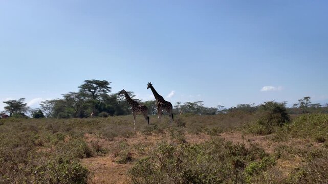 Tracking shot of African Rothschild giraffes grazing in Lake Nakuru National Park