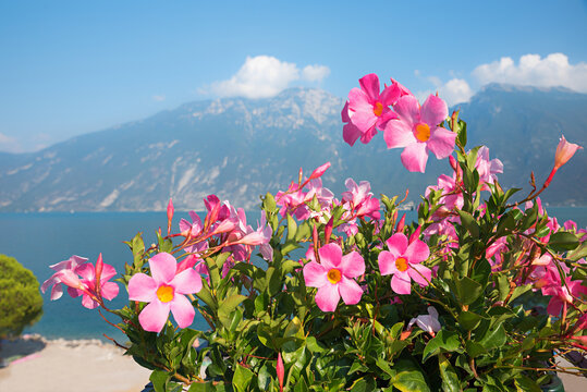 dipladenia creeper plant with pink blossoms. blurry Gardasee landscape behind