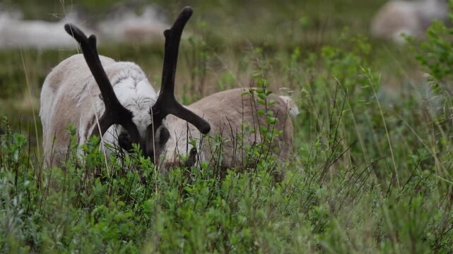 Mountain reindeer with calf grazing in alpine meadow at Trollheimsund Norway, frontal munching on leaves