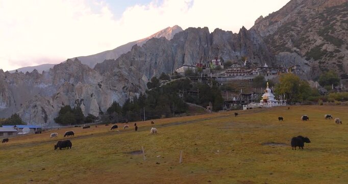Annapurna Circuit, Manang Nepal, drone tracking shot over open pasture revealing yaks grazing with ancient Bhraka Monastery and jagged rock formations in background.