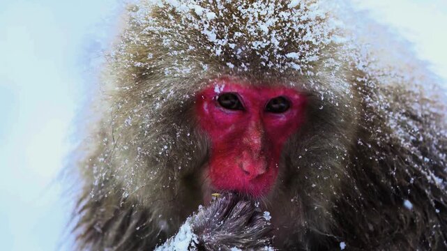 A breathtaking cinematic extreme close-up macro portrait capturing a wild Japanese macaque eating food amidst snow-dusted fur, frosty whiskers, and delicate snowflakes.