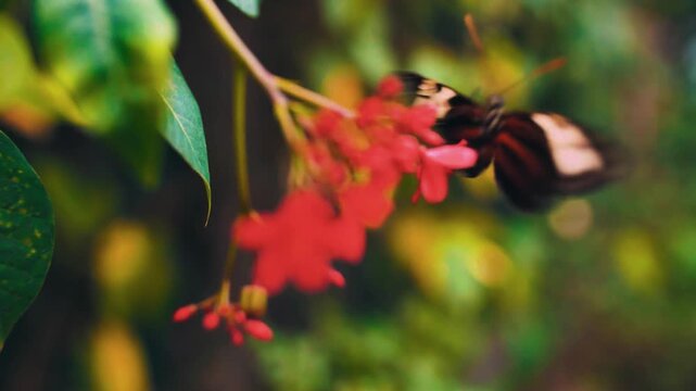 A breathtaking cinematic macro view capturing a striking tiger-striped longwing butterfly delicately uncoiling its proboscis to feed on vibrant red tropical flower buds.