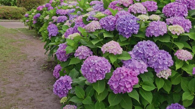 A dense row of purple, pink and white hydrangeas forms a natural hedge along a curving dirt path, extending far into the background greenery.