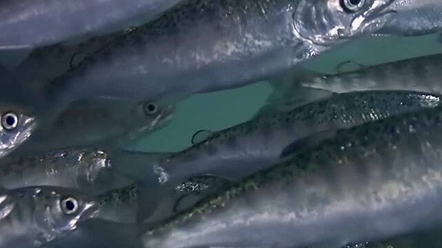 School of Juvenile Atlantic Salmon Swimming, Close-Up Silvery Smolt Fish in Marine Aquaculture