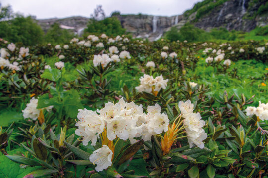 The alpine rose, or rhododendron, blooms in the mountains of the North Caucasus.