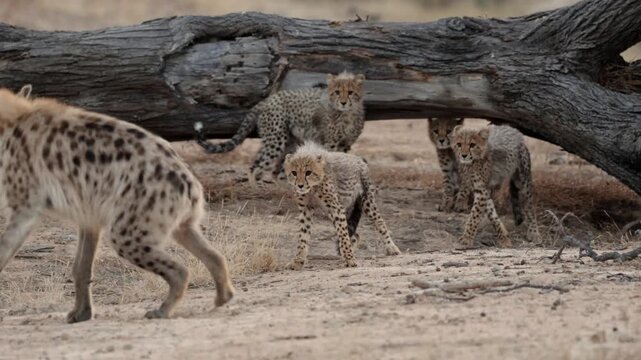  Cheetah cubs stand their ground against a spotted hyena