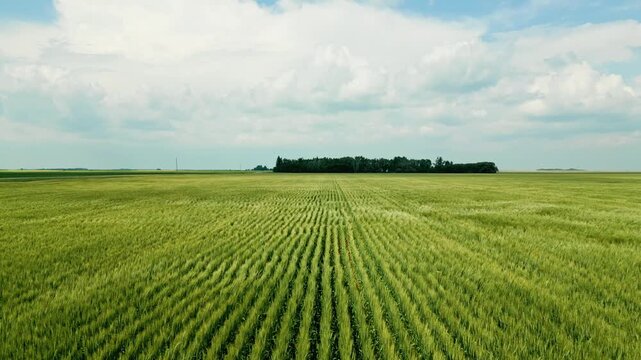 Low flying drone shot skimming above planted rows of growing wheat with distant trees beneath a bright blue summer sky