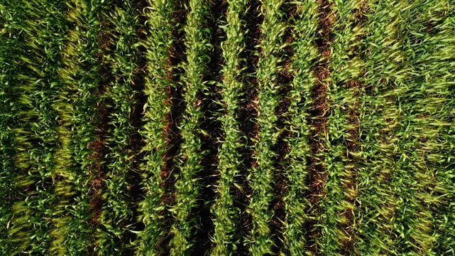 Top down aerial drone shot of growing wheat rows with visible gaps between plants during the summer growing season