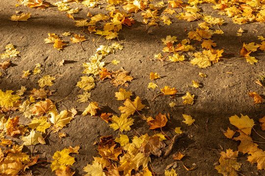 Yellow maple leaves scattered on dirt ground in autumn sunlight