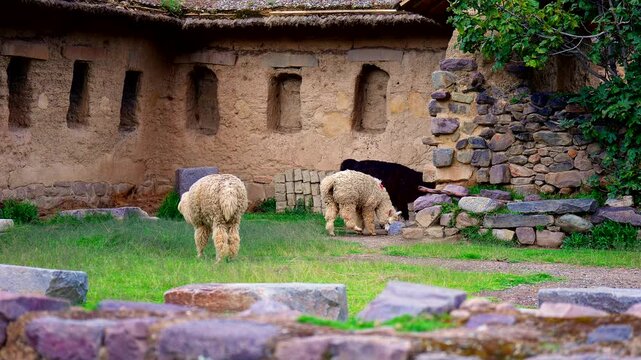 Playful dog approaches three llamas grazing beside ancient stone ruins in Ollantaytambo, Sacred Valley, Peru, South America, creating a lively Andean animal encounter
