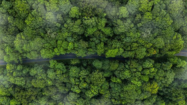 Top-down aerial view of a road through a lush green forest, eco-friendly nature concept, ESG path to sustainability, and green business concept.