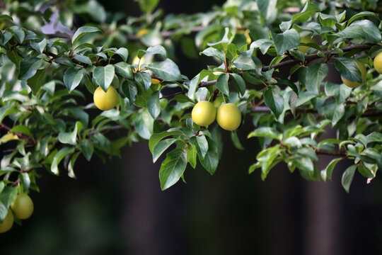 ripe plum on a tree in a summer garden. Beautiful natural background. Close-up of juicy yellow plums. Green dark background. New harvest. Organic produce. Plum tree. Vitamins. Food. Cherry plum.
