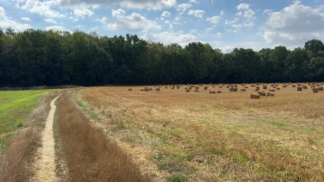 A road through a field in the countryside in summer. A grain field with straw bales. Summer in the Polish countryside.