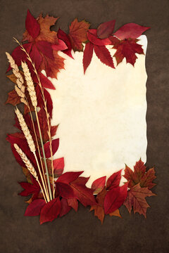 Fall season vivid red maple leaf, foliage, grain design on parchment paper on brown grunge background. Autumn, Samhain harvest festival design.