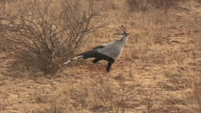 Secretary bird in search of  pey in Samburu, Kenya