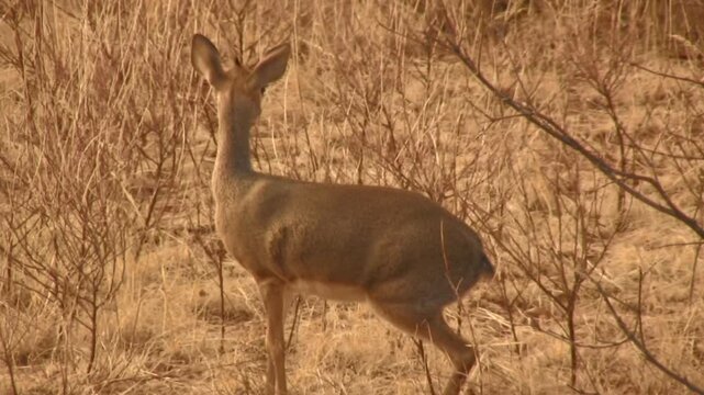 Dick dick a little antelope of Samburu, Kenya