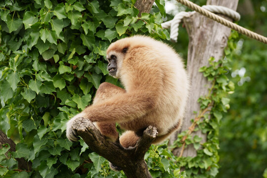  White gibbon Hylobates lar observes surroundings and rests on tree branch in zoo environment.