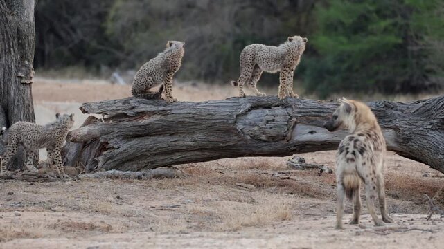  Spotted hyena watching the cheetah cubs
