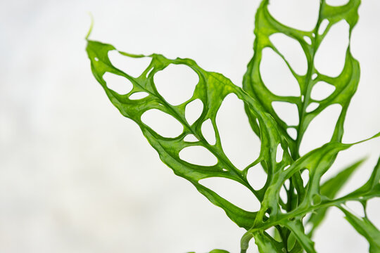 Close-up of highly fenestrated green leaves of rare Monstera obliqua 'Peru', a tropical aroid prized for its delicate foliage and unusual natural leaf perforations.