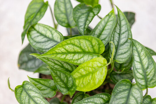 Close-up of Monstera siltepecana leaves with distinctive silver-green coloration, intricate dark veins and lush tropical foliage, highlighting the elegant texture of this climbing aroid.