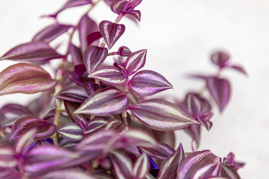Close-up of Tradescantia zebrina &lsquo;Violet Hill&rsquo; leaves, featuring distinctive purple, green, and silvery foliage of this popular ornamental houseplant.